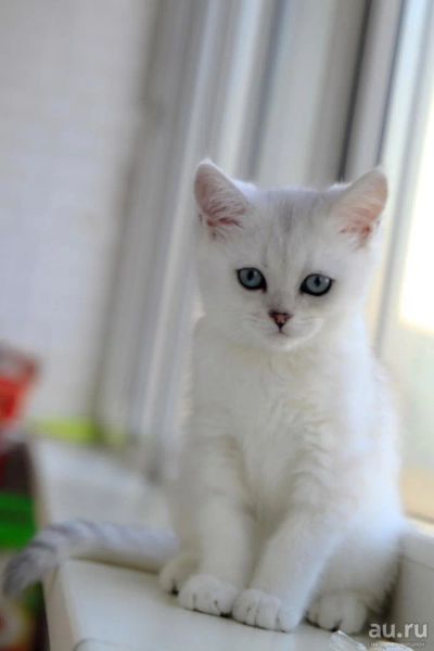 Лот: 10033792. Фото: 1. Продам британского котенка - кот... Кошки, котята