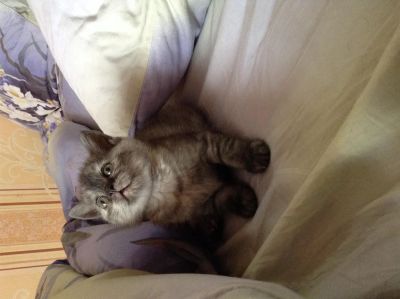 Лот: 3874739. Фото: 1. Британский котенок недорого... Кошки, котята