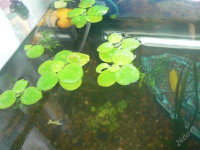Лот: 1737456. Фото: 1. Лимнобиум побегоносный. Водные растения