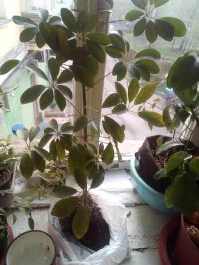 Лот: 17555443. Фото: 1. шефлера взрослая. Горшечные растения и комнатные цветы