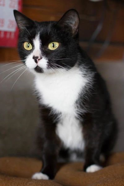 Лот: 10583886. Фото: 1. Стерилиованные кошки и коты бесплатно... Кошки, котята