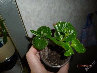 Лот: 2471383. Фото: 1. Кофе. Горшечные растения и комнатные цветы