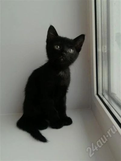Лот: 607607. Фото: 1. 2 - x месячный позитивчик. Остальные животные