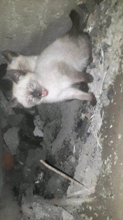 Лот: 14523939. Фото: 1. Котята и кошка. Кошки, котята