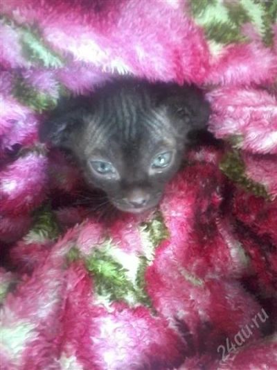 Лот: 1638586. Фото: 1. Вислоухий сфинкс. Кошки, котята