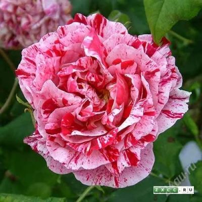 Лот: 2844243. Фото: 1. Роза Фердинанд чайно-гибр. Другое (семена, рассада, садовые растения)
