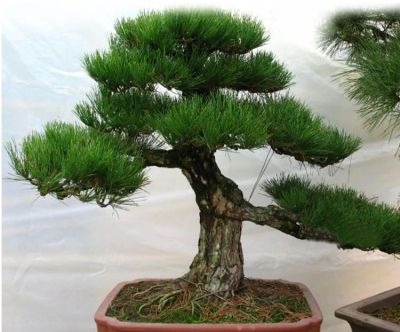 Лот: 4595289. Фото: 1. Семена сосны бонсай Pinus Thunbergii... Другое (семена, рассада, садовые растения)