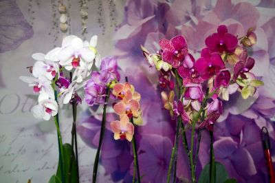 Лот: 6373023. Фото: 1. Орхидея Фаленопсис. Свежие цветы