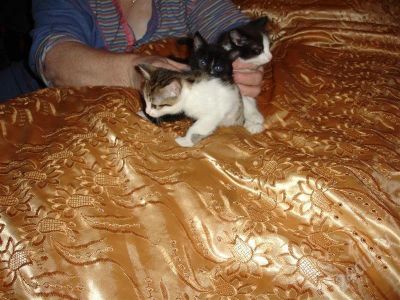 Лот: 252059. Фото: 1. отдам котят. Разное