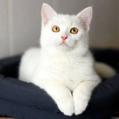 Лот: 16607638. Фото: 1. Отдам котенка. Кошки, котята