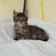 Лот: 7831590. Фото: 1. Котята только в хорошие руки. Кошки, котята