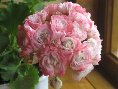Лот: 14779004. Фото: 1. Пеларгония Fischers Appleblossom. Горшечные растения и комнатные цветы