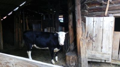 Лот: 7892102. Фото: 1. Продам корову. Остальные животные