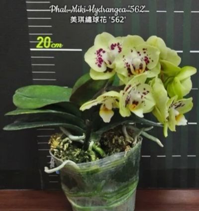 Лот: 19041635. Фото: 1. Орхидеи. Горшечные растения и комнатные цветы