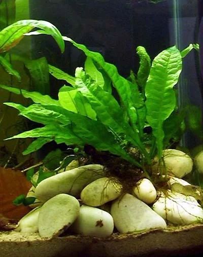 Лот: 7027006. Фото: 1. Папоротник таиландский (Microsorum... Водные растения