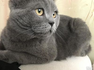 Лот: 14463825. Фото: 1. Котик, полубританец. Кошки, котята