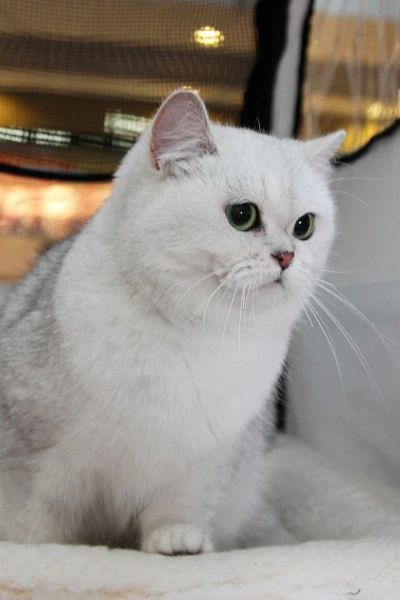 Лот: 7074607. Фото: 1. Британские котята драгоценного... Кошки, котята
