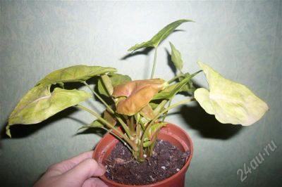 Лот: 529376. Фото: 1. Сингониум. Горшечные растения и комнатные цветы