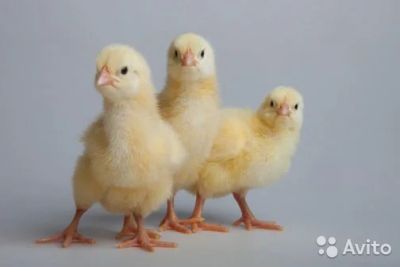 Лот: 7238987. Фото: 1. Подрощенные цыплята бройлера. Птицы