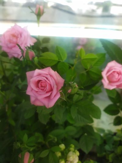 Лот: 14586123. Фото: 1. Роза комнатная миниатюра розовая. Горшечные растения и комнатные цветы