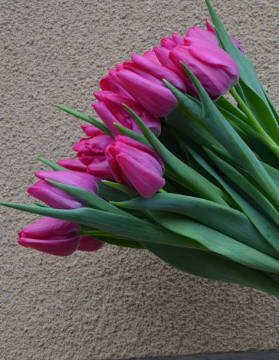 Лот: 16993197. Фото: 1. Тюльпаны оптом "Sweet Rosy" Кызыл... Свежие цветы