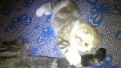 Лот: 4100243. Фото: 1. Шотландские вислоухие котяточки. Кошки, котята