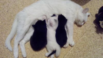 Лот: 10686624. Фото: 1. Кормящая кошка (вскармлевание... Кошки, котята