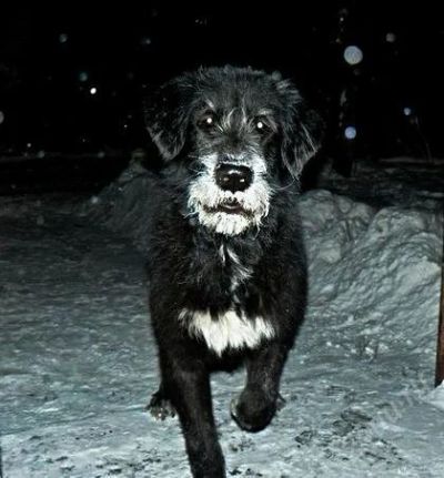 Лот: 2367231. Фото: 1. в добрые руки. Собаки, щенки