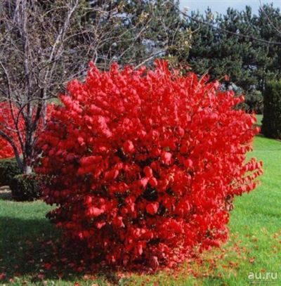 Лот: 14023184. Фото: 1. Бересклет Священный (Euonymus... Декоративные кустарники и деревья