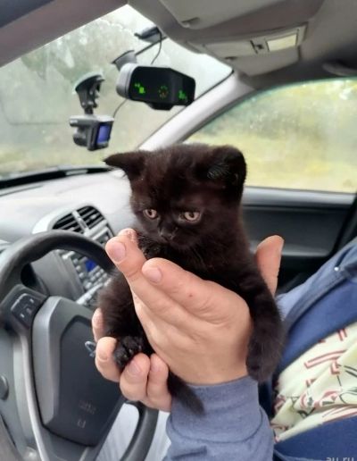 Лот: 18183284. Фото: 1. Куплю, возьму кошечку(котенок... Кошки, котята