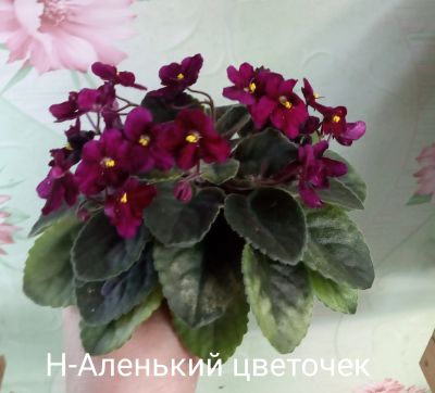 Лот: 18240089. Фото: 1. Фиалка Н-Аленький цветочек с фото. Горшечные растения и комнатные цветы