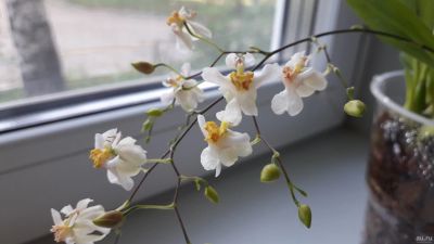 Лот: 14618988. Фото: 1. Орхидея онцидиум твинкле (цветёт... Горшечные растения и комнатные цветы