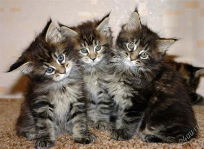 Лот: 2600273. Фото: 1. котята Мейн-кун. Кошки, котята