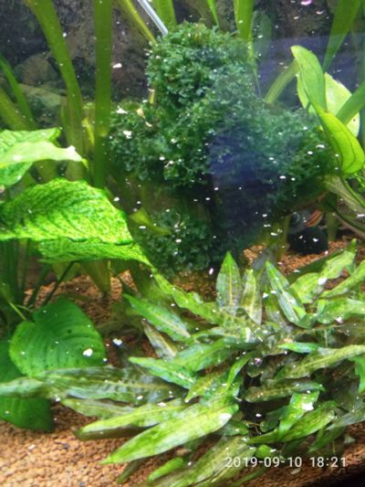 Лот: 14585873. Фото: 1. большой куст криптокорины Беккетта... Водные растения