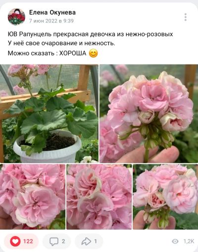 Лот: 20187088. Фото: 1. Пеларгония ЮВ Рапунцель. Горшечные растения и комнатные цветы