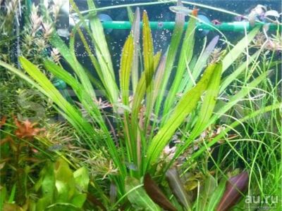 Лот: 16305650. Фото: 1. Эхинодорус Триколор (Echinodorus... Водные растения