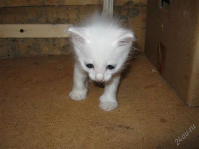 Лот: 1068666. Фото: 1. Подарю котёнка. Остальные животные