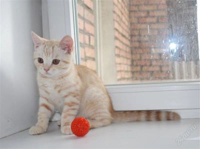 Лот: 2836193. Фото: 1. Шотландский очаровательный котик... Кошки, котята