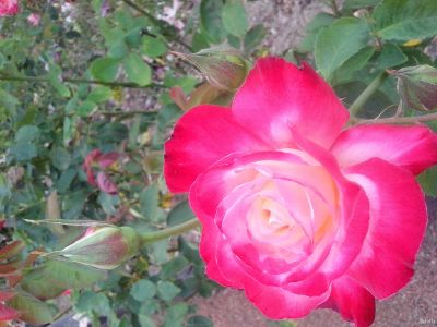 Лот: 13880092. Фото: 1. КУСТ Роза "Фламентанц" (Rose Flammentanz... Садовые цветы