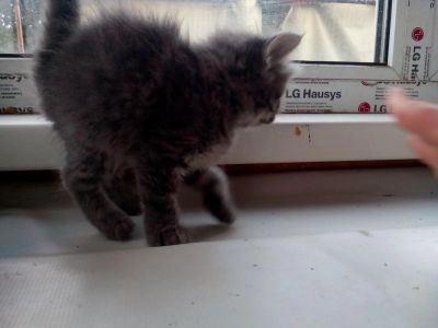 Лот: 7926553. Фото: 1. животные. Кошки, котята