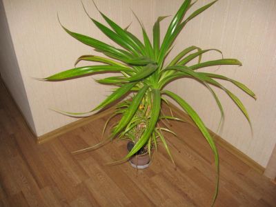 Лот: 6453921. Фото: 1. Пальма. Горшечные растения и комнатные цветы