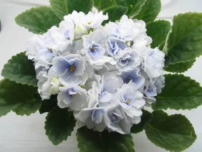 Лот: 4624637. Фото: 1. Продам детку сортовой фиалки Blue... Горшечные растения и комнатные цветы