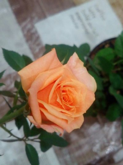 Лот: 16150922. Фото: 1. Роза оранжевая. Горшечные растения и комнатные цветы