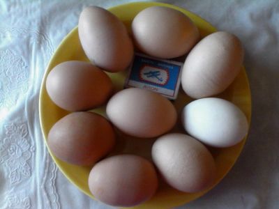 Лот: 5307528. Фото: 1. Яйцо куриное (из деревеньки). Мясо, птица, яйцо