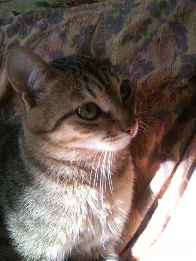 Лот: 4399862. Фото: 1. Красивый кот в добрые руки. Кошки, котята