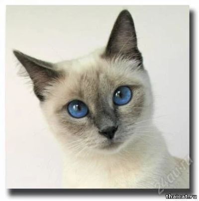 Лот: 2098056. Фото: 1. Котята тайские. Разное