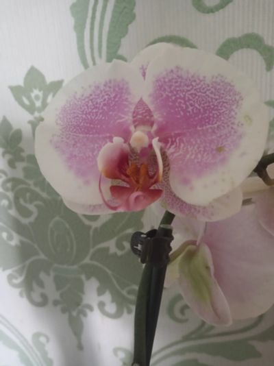 Лот: 19140140. Фото: 1. Орхидея фаленопсис. Горшечные растения и комнатные цветы