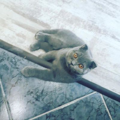 Лот: 10862086. Фото: 1. Котенок шотландский вислоухий. Кошки, котята