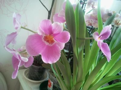 Лот: 5200943. Фото: 1. Орхидея "Мильтония" розовая. Горшечные растения и комнатные цветы