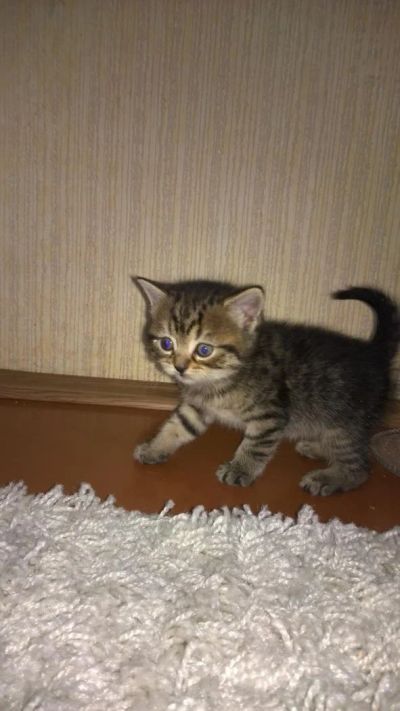 Лот: 4663746. Фото: 1. Британские котята (14.10.2014... Кошки, котята